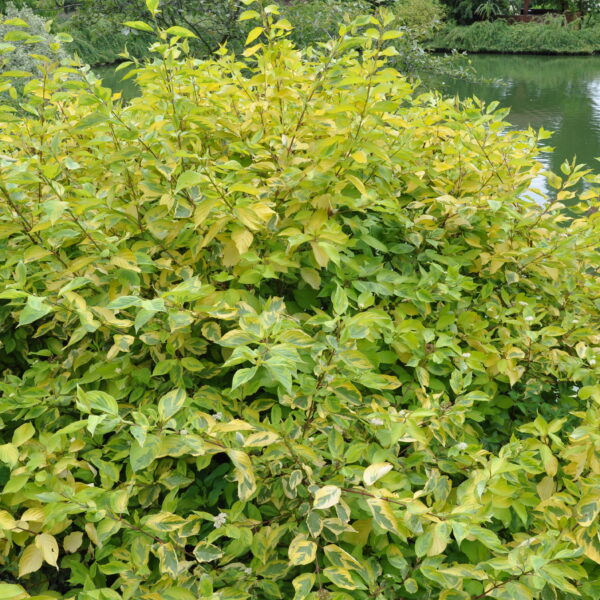 Dereń biały 'Gouchaultii'