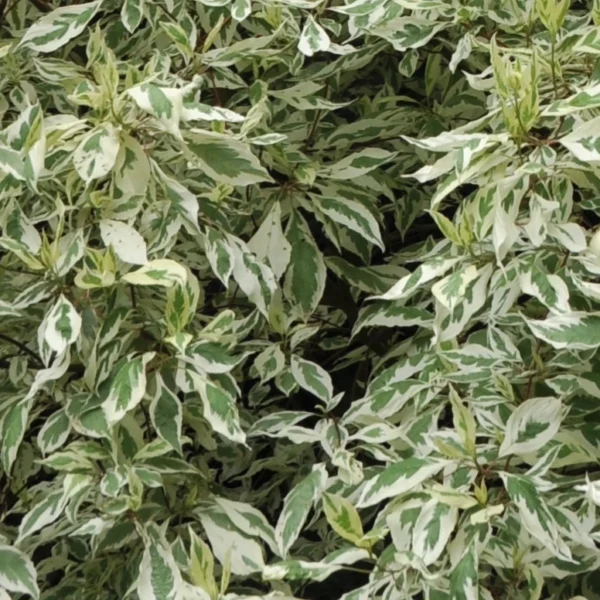 Dereń biały 'Elegantissima'