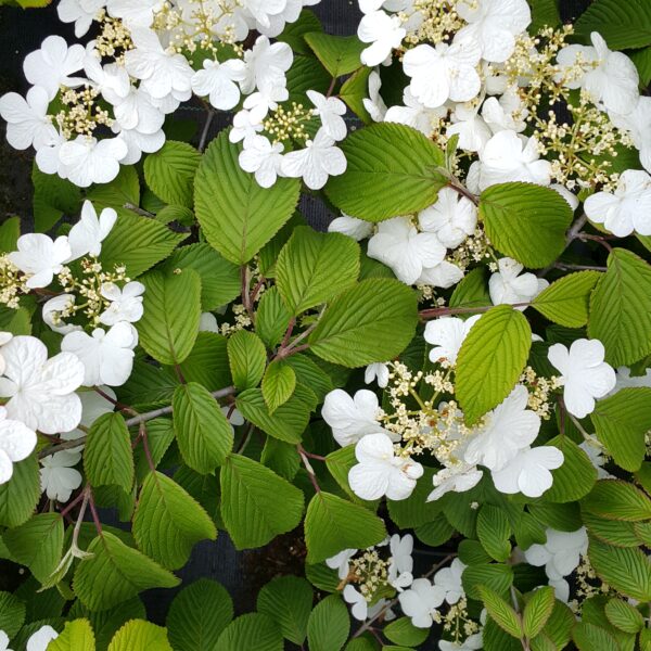 Kalina japońska 'Cascade'