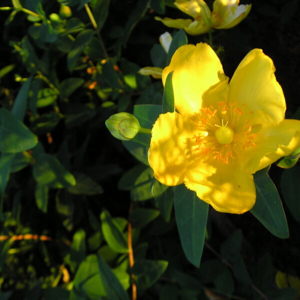 Dziurawiec 'Hidcote'