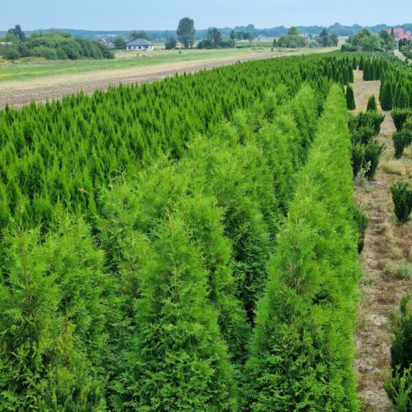 Żywotnik zachodni 'Brabant'