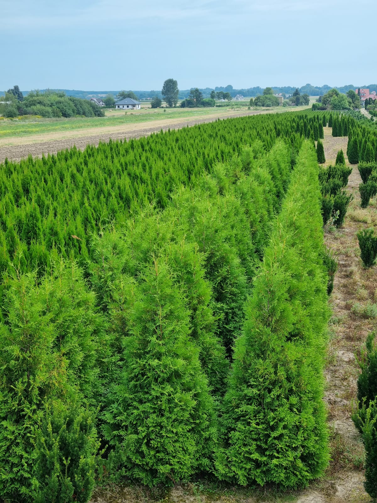 Żywotnik zachodni 'Brabant'