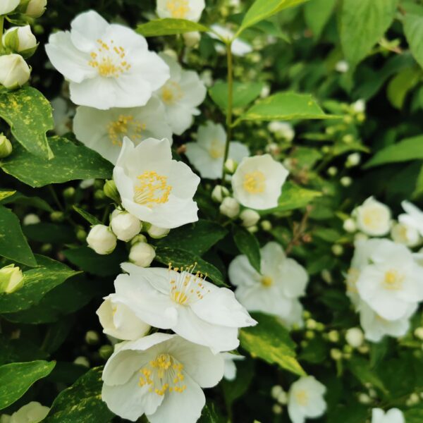 Jaśminowiec 'Innocence'