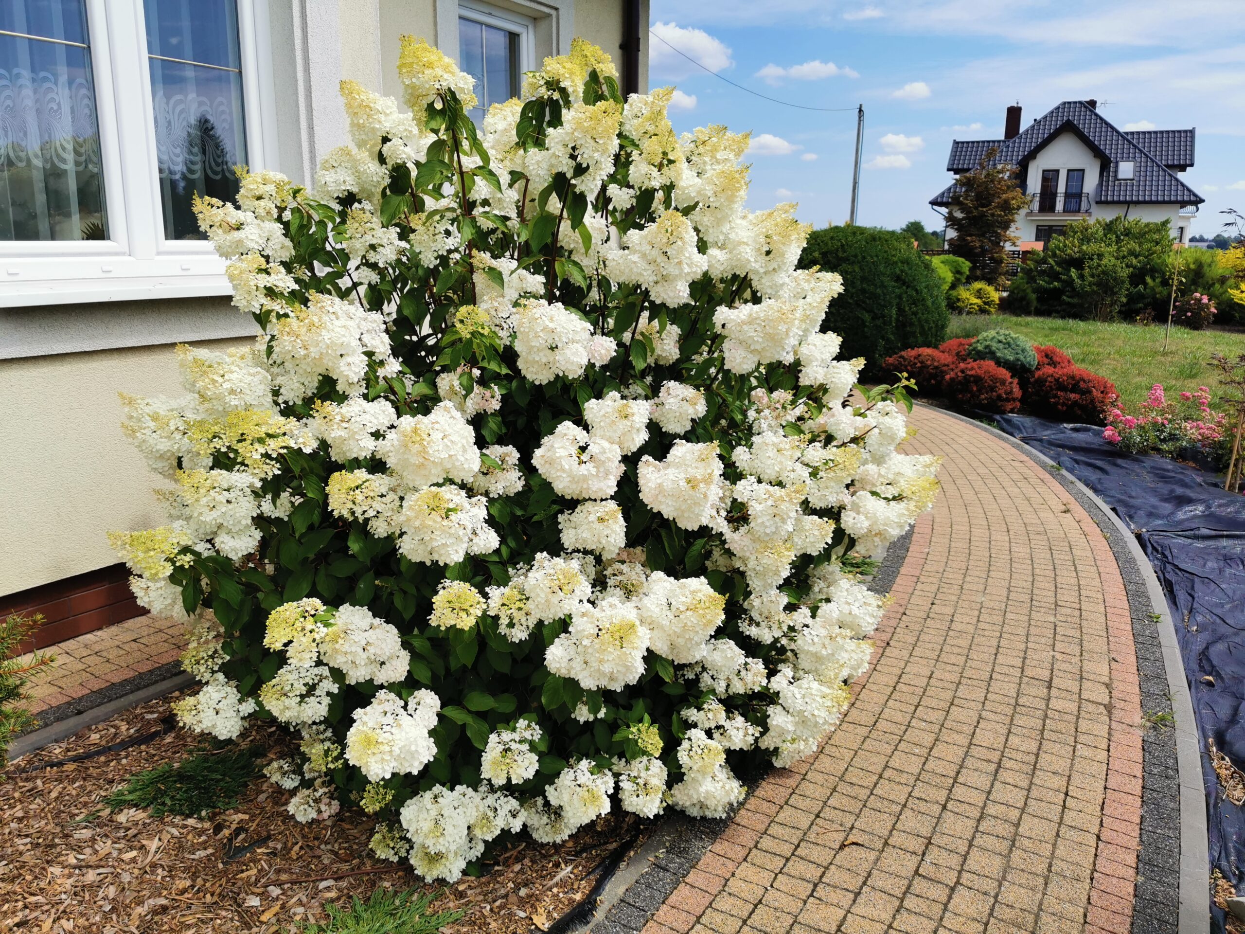 Hortensja bukietowa VANILLE-FRAISE