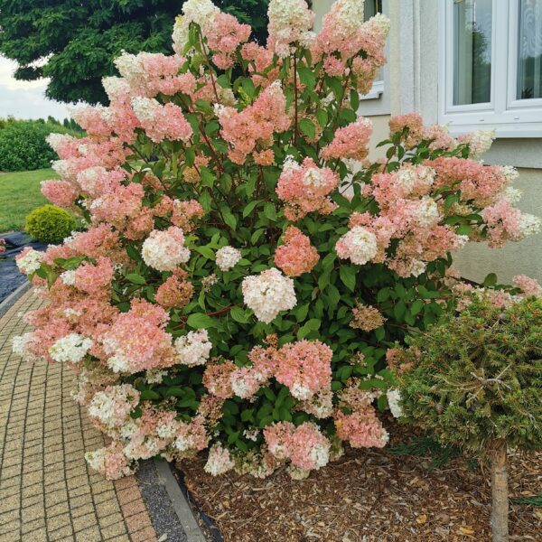 Hortensja bukietowa VANILLE-FRAISE