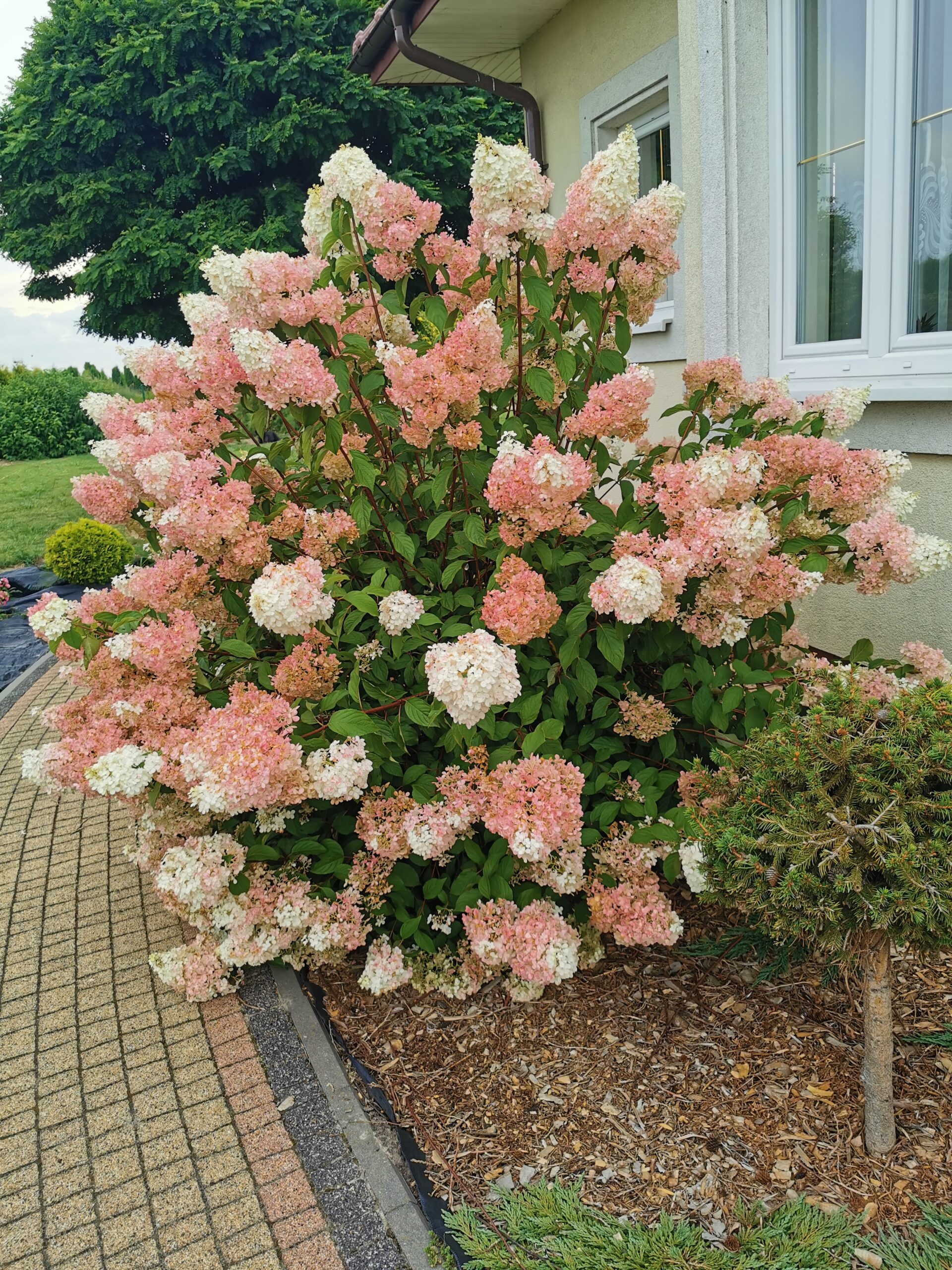 Hortensja bukietowa VANILLE-FRAISE