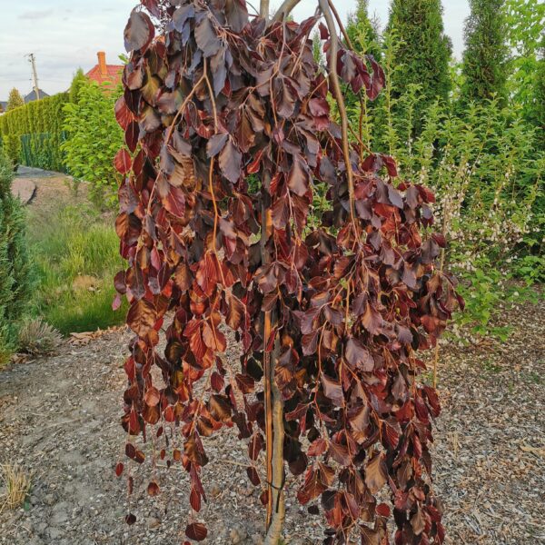 Buk pospolity 'Tortuosa Purpurea'