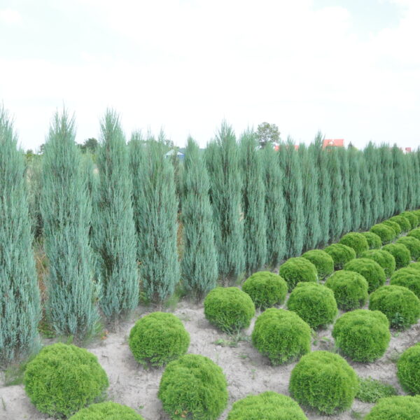 Jałowiec Blue Arrow 3 Jałowiec skalny 'Blue Arrow'