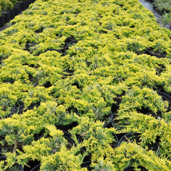 Jałowiec płożący Golden Carpet