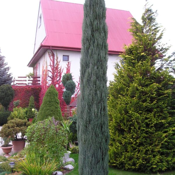 Jałowiec skalny 'Blue Arrow'