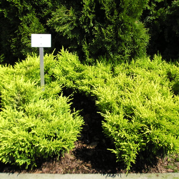 Jałowiec płożący Limeglow