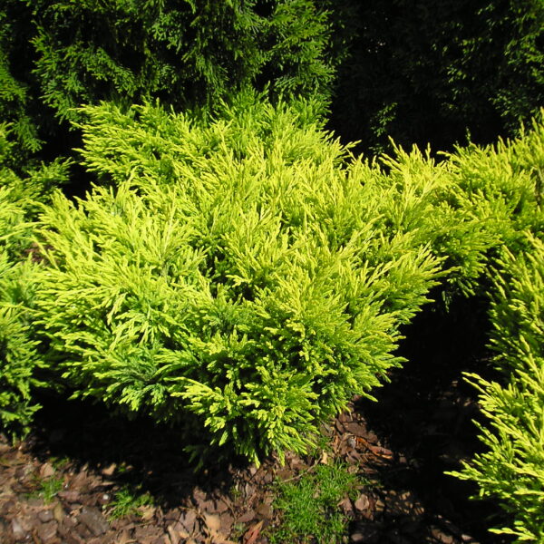 Jałowiec płożący Limeglow