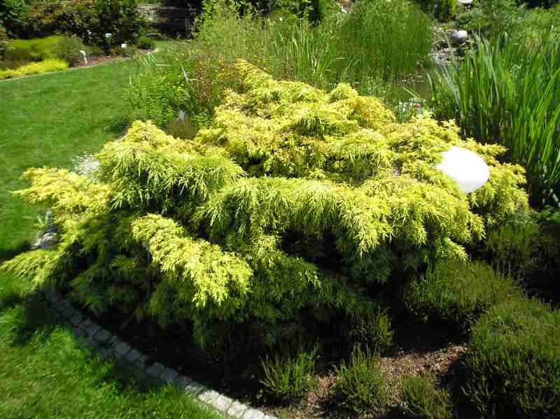 Jałowiec Pfitzera 'Gold Star'