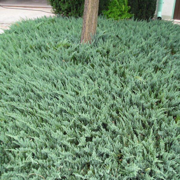 Jałowiec płożący 'Blue Chip'