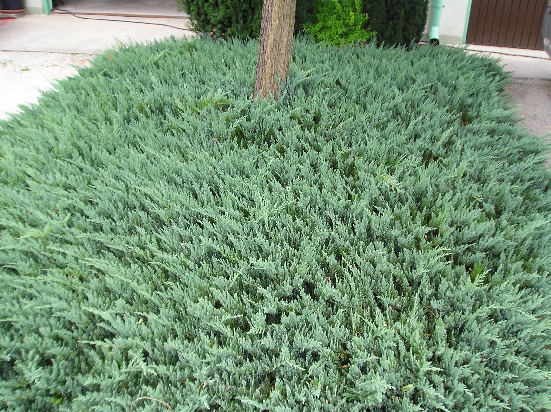 Jałowiec płożący 'Blue Chip'