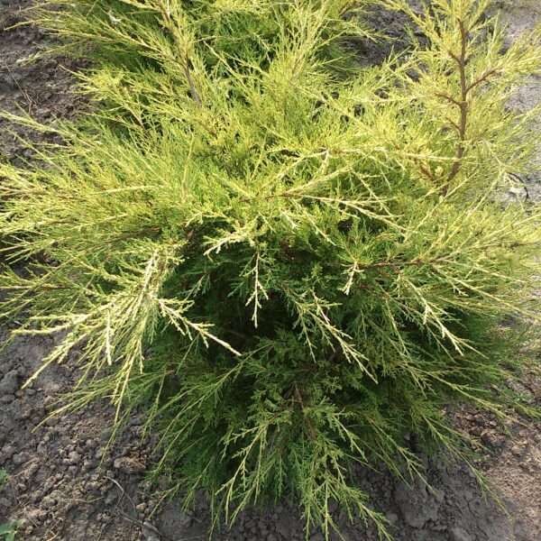 Jałowiec chiński 'Kuriwao Gold'