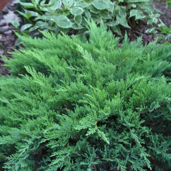 Jałowiec sabiński 'Tamariscifolia'