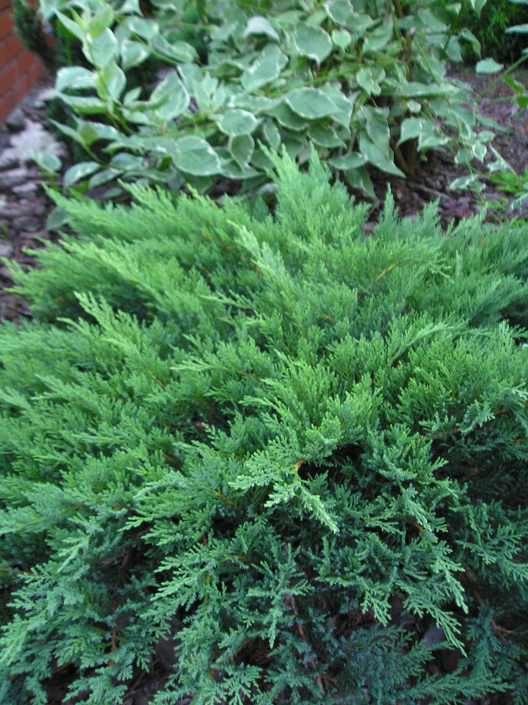 Jałowiec sabiński 'Tamariscifolia'