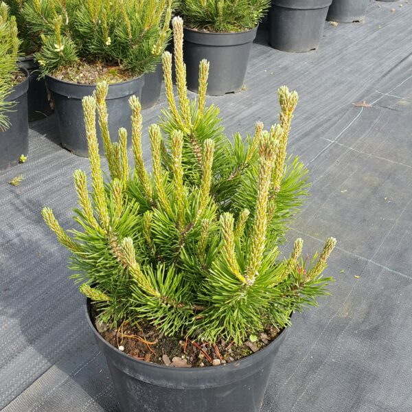 Kosodrzewina pumilio - pinus mugo pumilio