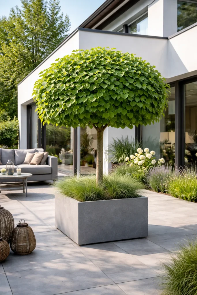 Katalpa Nana - Surmia