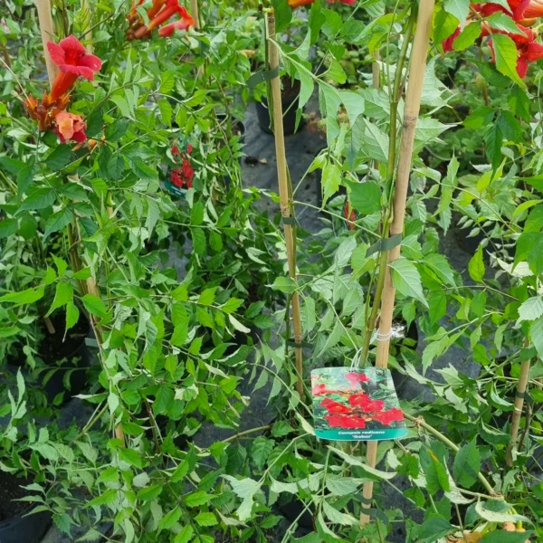 Milin amerykański 'Gabor'