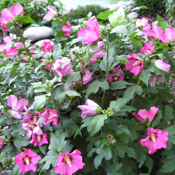 Ketmia syryjska - Hibiscus