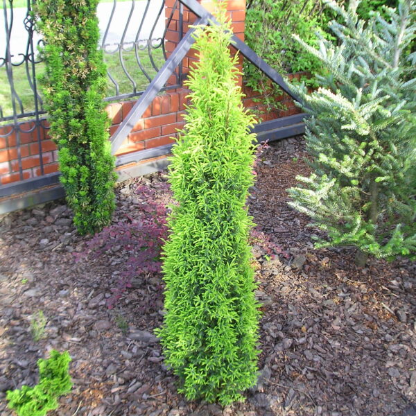 Jałowiec pospolity 'Gold Cone'