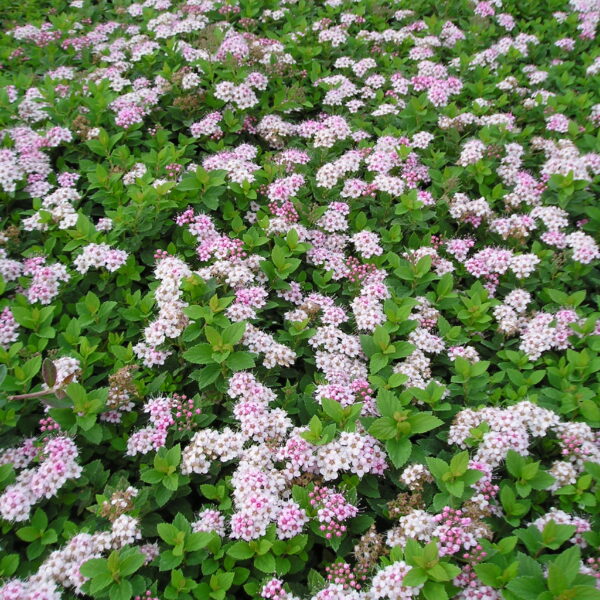 Tawuła japońska 'Little Princess'