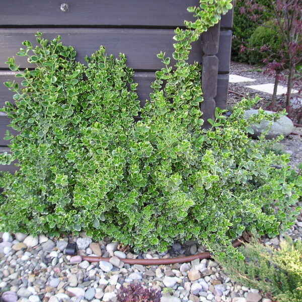 Trzmielina Fortune'a 'Emerald Gaiety'