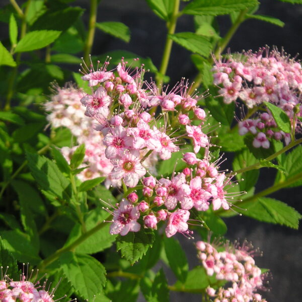 Tawuła japońska 'Little Princess'