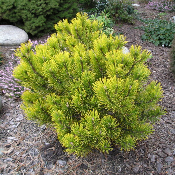 Kosodrzewina Winter Gold