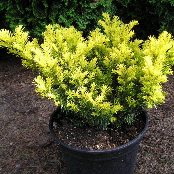 Cis japoński Aurescens