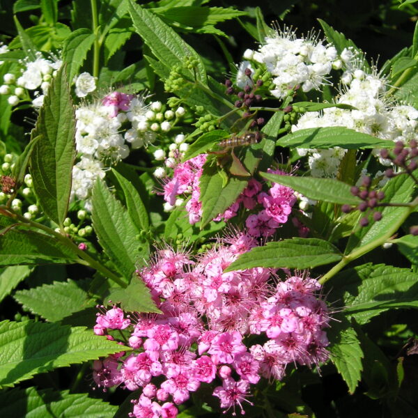 Tawuła japońska 'Genpei'