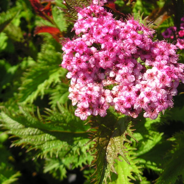 Tawuła japońska 'Crispa'