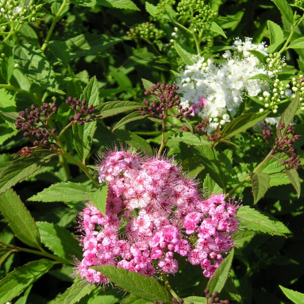 Tawuła japońska 'Genpei'