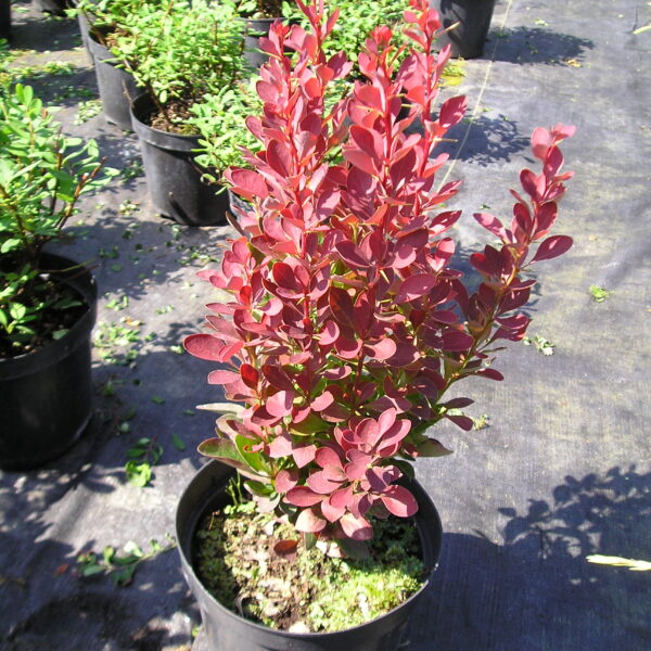 Berberys Thunberga Red Pillar