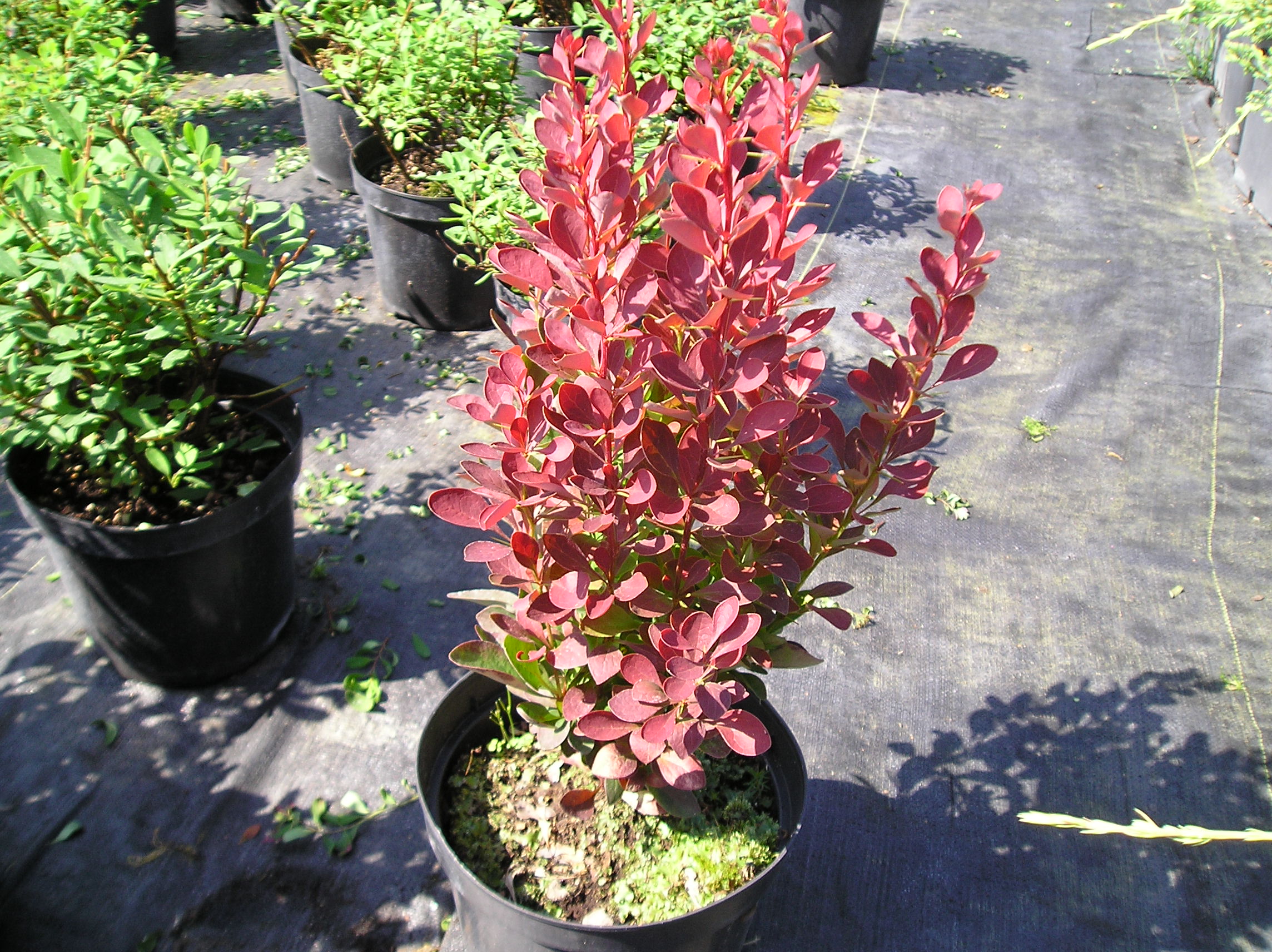 Berberys Thunberga Red Pillar