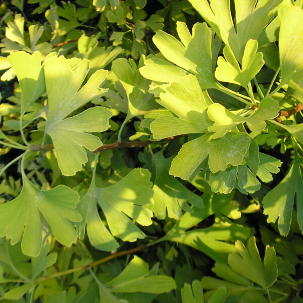 Miłorząb dwuklapowy