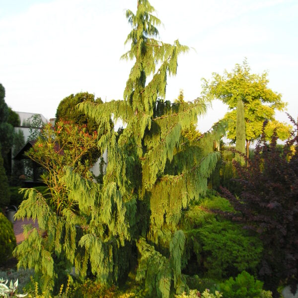 Cyprysik nutkajski ‘Pendula’