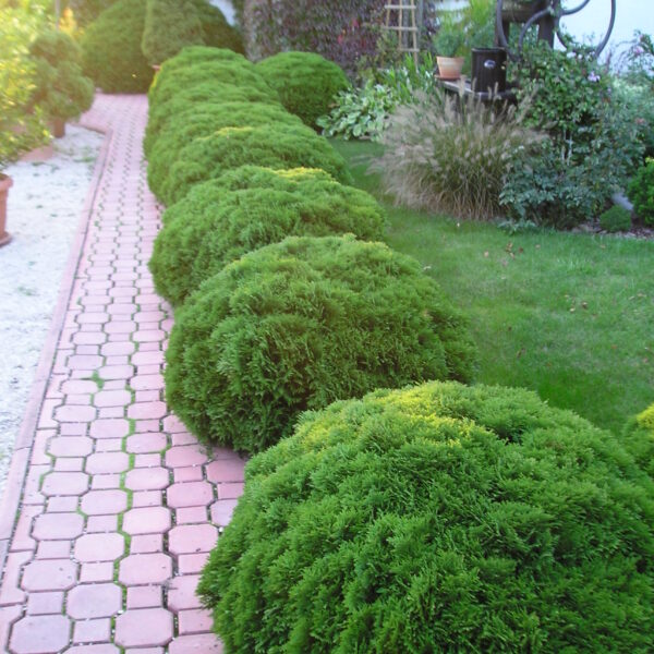 Tuja Danica, żywotnik zachodni 'Danica'