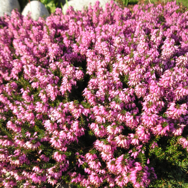 Wrzosiec krwisty 'Rubinteppich'