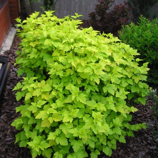 Pęcherznica kalinolistna 'Luteus'