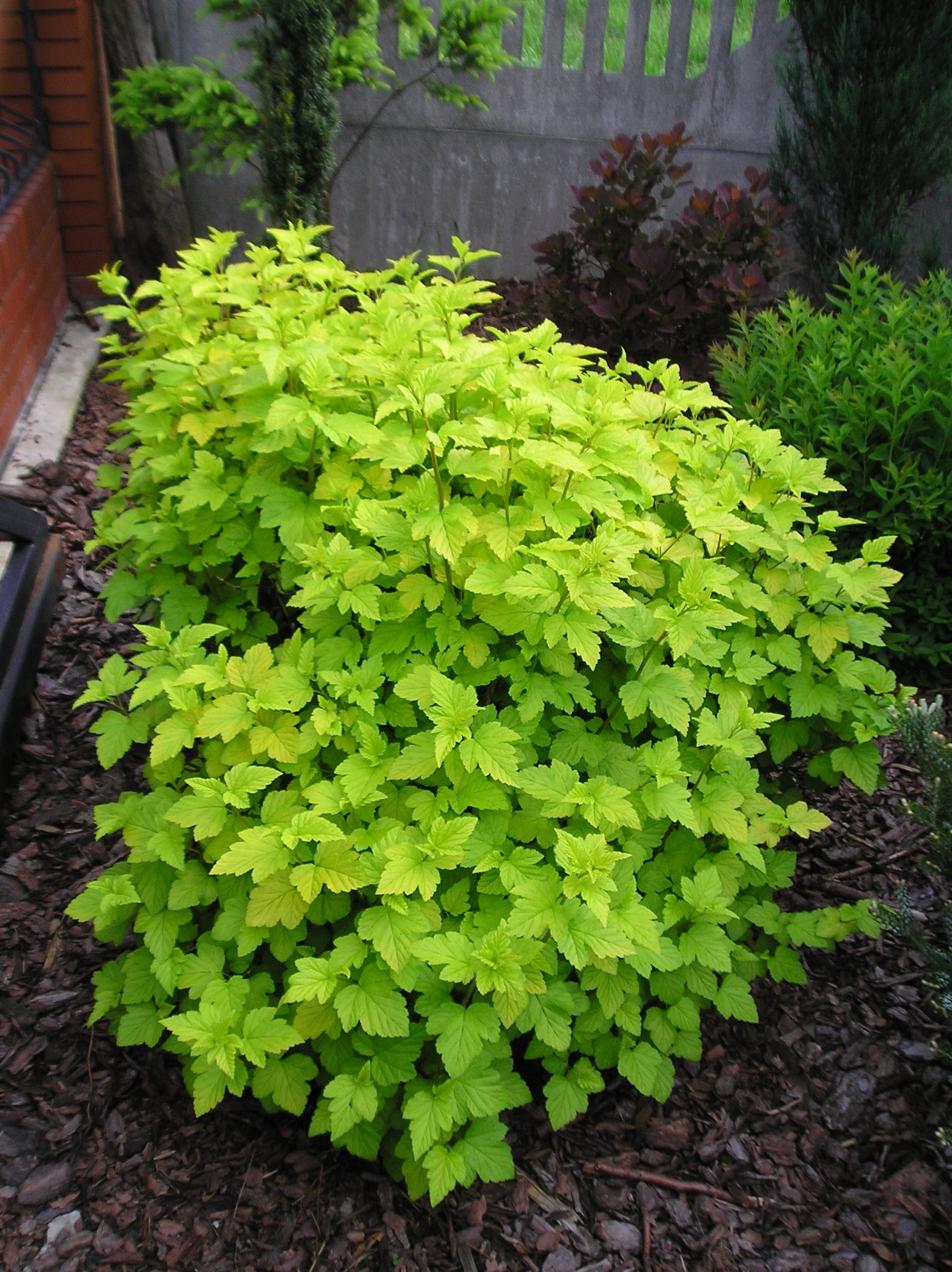 Pęcherznica kalinolistna 'Luteus'