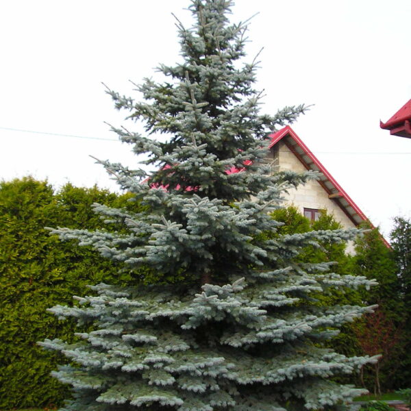 Świerk kłujący (srebrny)