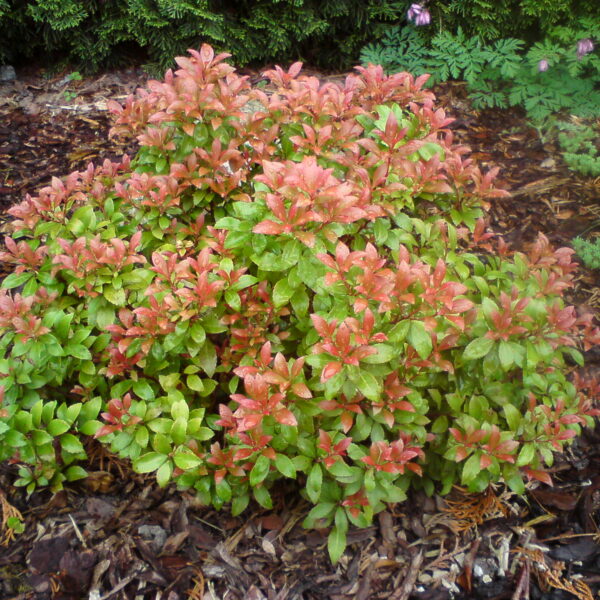 Pieris japoński 'Little Heath Green'