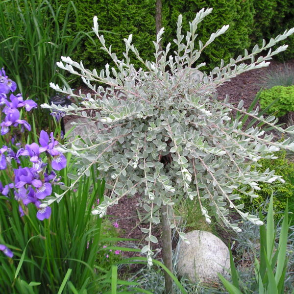 Wierzba płożąca odm. srebrzysta