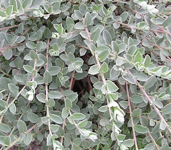 Wierzba płożąca odm. srebrzysta