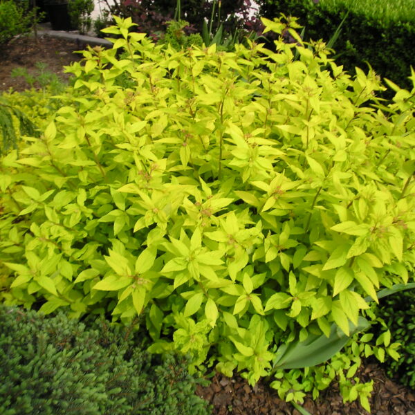 Tawuła japońska ‘Goldmound’