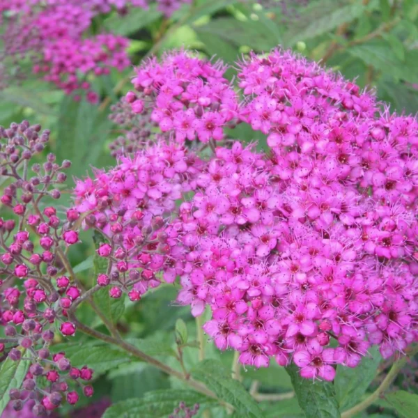 Tawuła japońska 'Anthony Waterer'