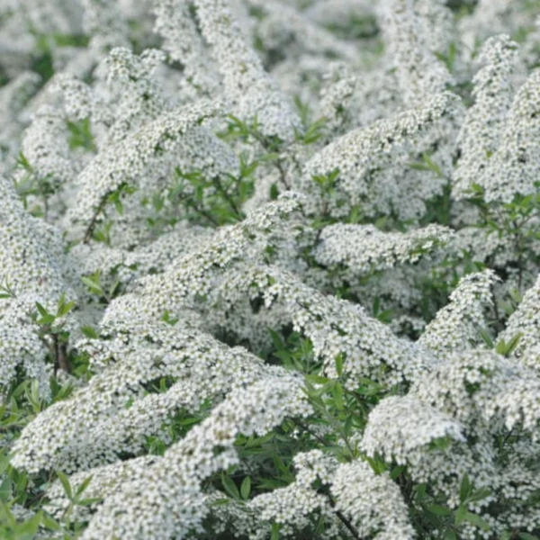 Tawuła szara 'Grefsheim'